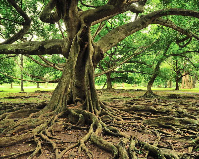 Baum mit starken Wurzeln