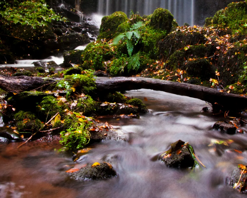 Waldbach mit Laub