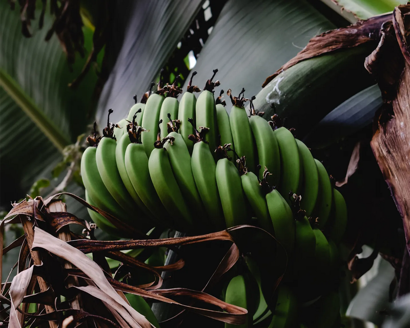 Bild von Bananen