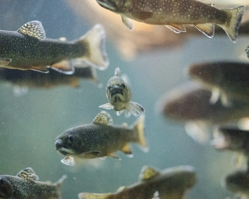 Bild von Fische im Wasser
