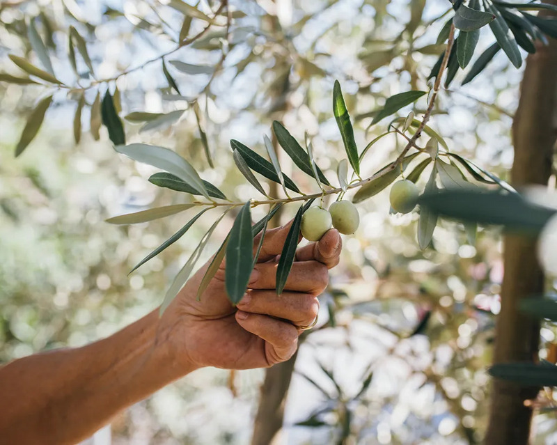Hand greift nach einer Olive von einem Olivenbaum