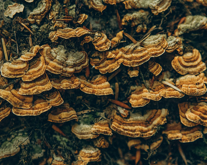 Bild von Ling Zhi als Zutat von Pro Phytobiose
