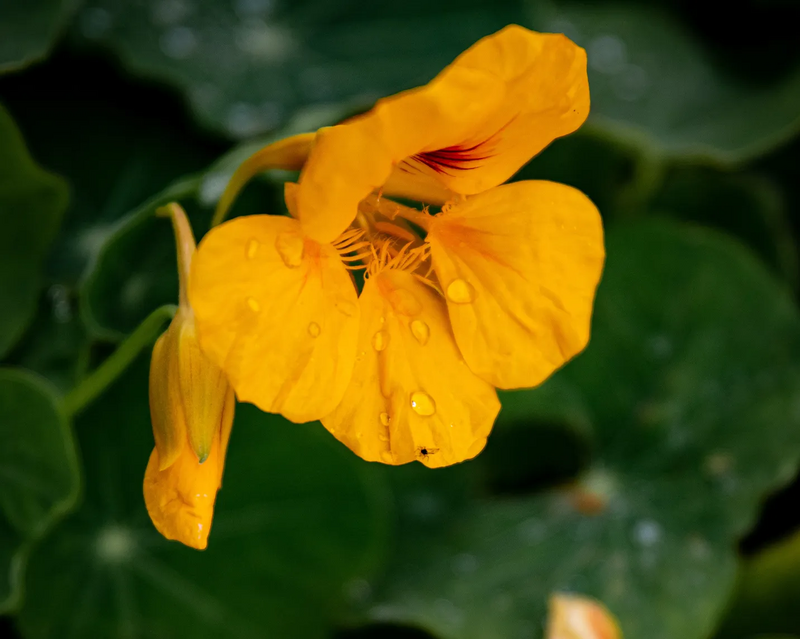 Bild von Kapuzinerkresse als Zutat in Pro Phytobiose