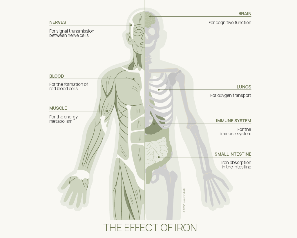 why the body needs iron
